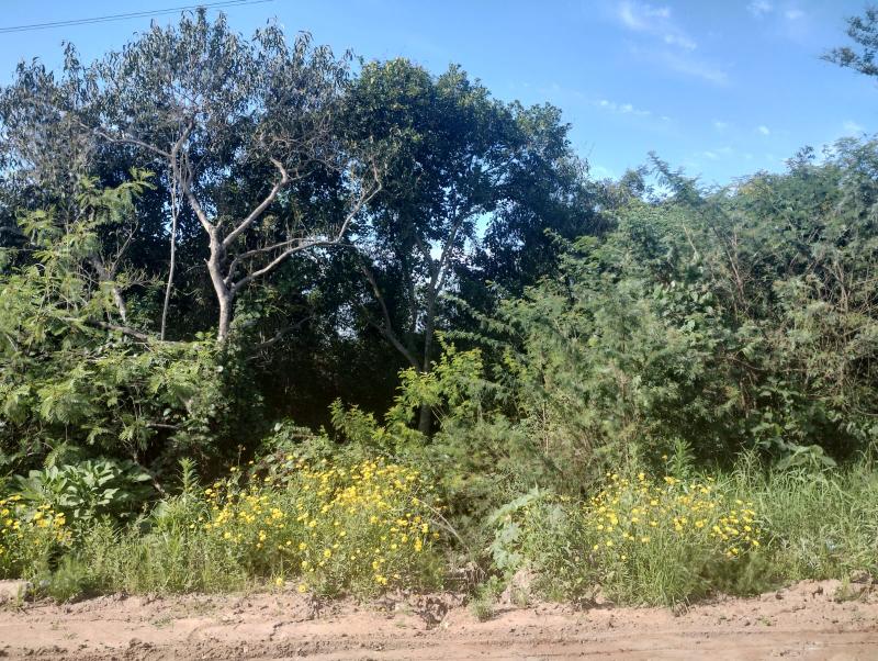  | Terreno para Venda - Jardim do Forte - camaqua