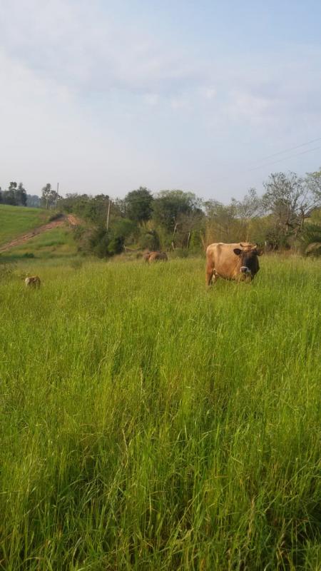  | Chácara para Venda - PALMEIRA - CHUVISCA