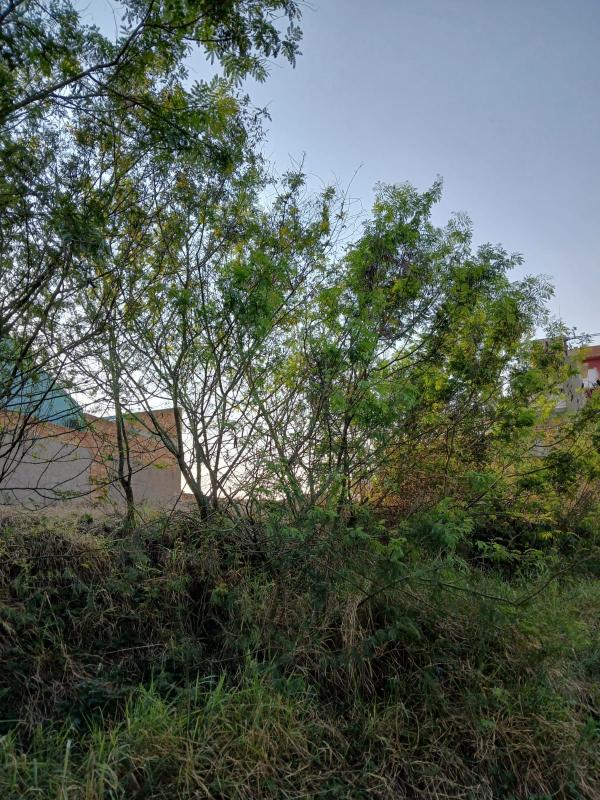  | Terreno para Venda - Dona Tereza - CAMAQUÃ